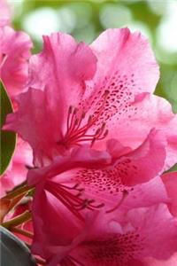 Gorgeous Southern Pink Azalea Blossoms in Early Spring Journal