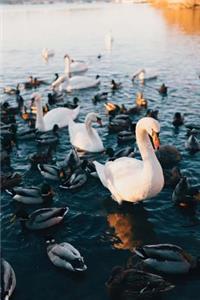 Swans and Ducks Swimming Together on a Lake Water Fowl Journal