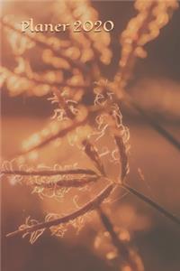 Planer 2020