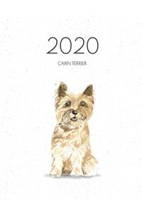 2020 Cairn Terrier
