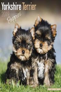 Yorkshire Terrier Puppies Calendar 2019