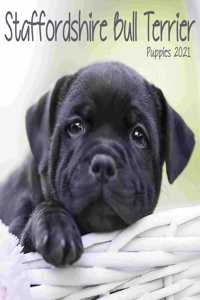 STAFFORDSHIRE BULL TERRIER PUPPIES MINI