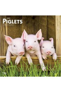 Piglets 2021 Square