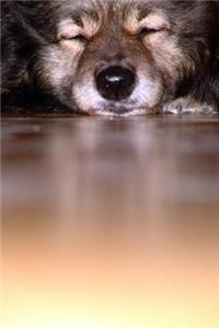 Keeshond Napping on the Floor Journal