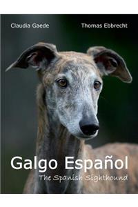 Galgo Espanol