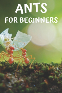 Ants for beginners