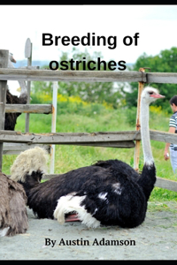 breeding of ostriches