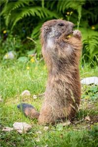 Standing Furry Brown Marmot Animal Journal