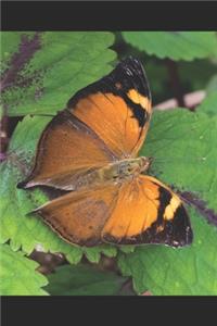 Schmetterling