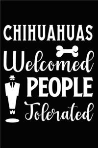 Chihuahuas Welcomed People Tolerated