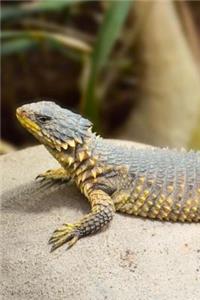 Sungazer Lizard Journal