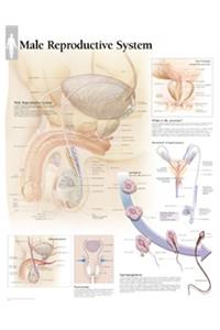 Male Reproductive System Paper Poster