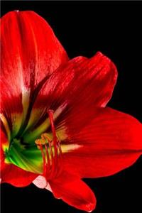 Red Hibiscus Flower on a Black Background Journal