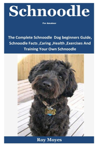 Schnoodle For Amateur