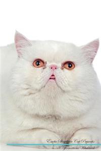 Exotic Shorthair Cat Affirmations Workbook Exotic Shorthair Cat Presents