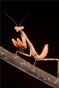 Praying Mantis Insect Journal