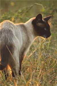 Siamese Cat at Attention Journal