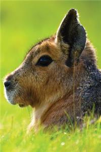 Short-Eared Hare Journal