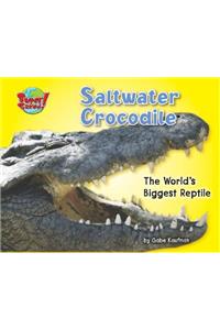 Saltwater Crocodile