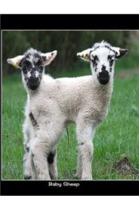Baby Sheep