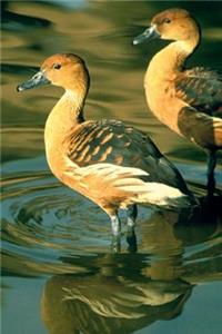 Fulvous Whistling Duck Journal (Dendrocygna Bicolor): 150 Page Lined Notebook/Diary