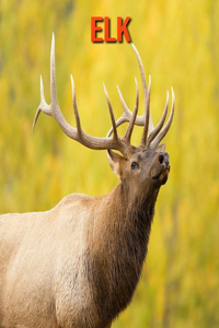 Elk