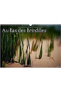 Au Ras des Brindilles 2017