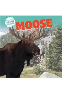 Moose