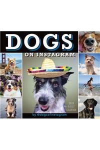 2020 Dogs on Instagram Boxed Daily Calendar