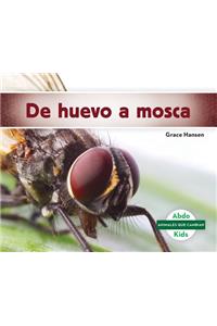 De Huevo a Mosca / Becoming a Fly