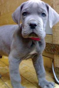 Blue Great Dane Puppy, for the Love of Dogs