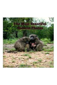 The Most Beautiful Baboon Photos
