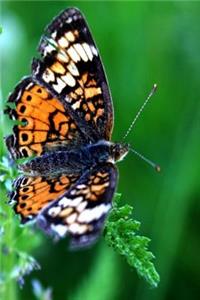 Journal Colorful Pretty Butterfly