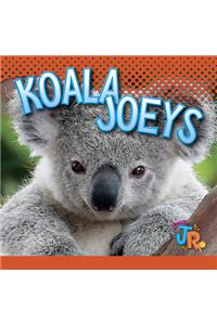 Koala Joeys