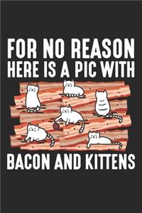 For No Reason Here is a pic with bacon and kittens