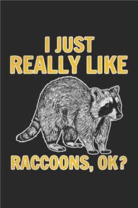 I Just Really Like Raccoons Ok?