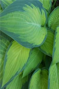 2020 Weekly Planner Pretty Hosta Leaves 134 Pages