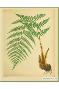 Vintage Nature Sketch Book