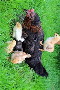 Mother Hen Chicken and Her Chicks Journal