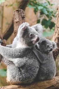 Koala Notizbuch / Tagebuch