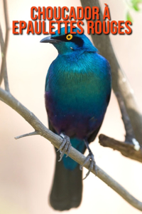 Choucador à Epaulettes Rouges