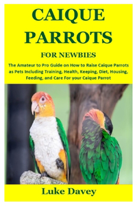 Caique Parrots for Newbies