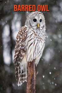 Barred Owl
