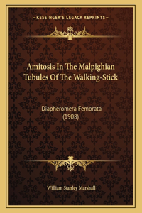 Amitosis In The Malpighian Tubules Of The Walking-Stick