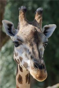 Giraffe Portrait Animal Journal