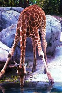 Giraffe Drinking Water from a Lake Journal