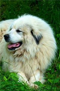 Great Pyrenees