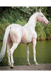 Akhal-Teke