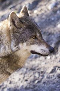Gorgeous Gray Wolf in Rocky Canyon Journal