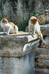 Cats at the Ruins in Ephesus Turkey Journal